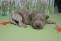 Violet , a female Poodle - Toy  and Havapoo for sale in Trenton, MO – Photo 8 of 9