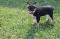 Magnolia , a male Siberian Husky and Miniature Aussiedoodle for sale in Trenton, MO – 7 of 8