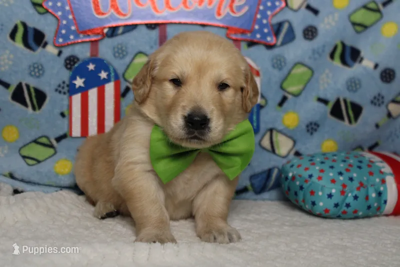 Pumpernickel  – Golden Retriever puppy for sale in Trenton, MO