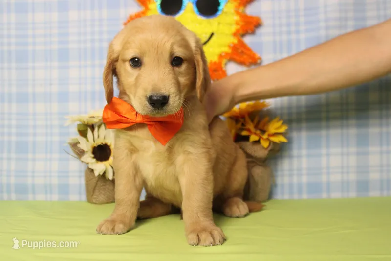 Brioche  – Golden Retriever puppy for sale in Trenton, MO