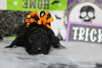 Sydney , a female Poodle - Toy  for sale in Trenton, MO – 5 of 10