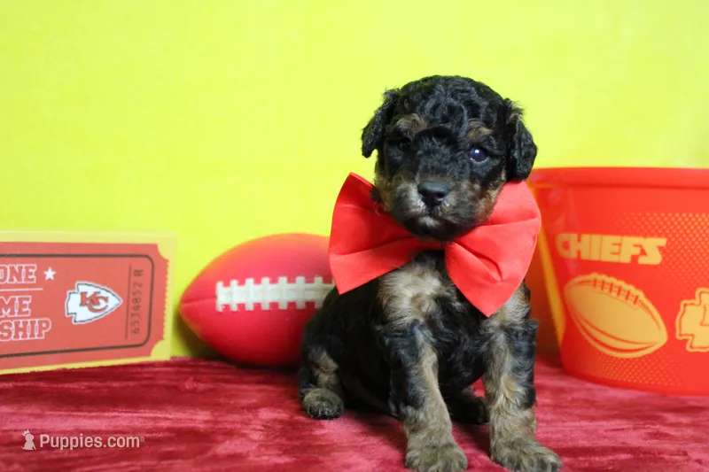 Ray  – Poodle - Toy  puppy for sale in Trenton, MO
