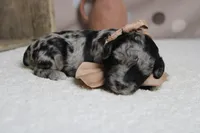 Spot, a male Miniature Aussiedoodle for sale in Trenton, MO – 8 of 10