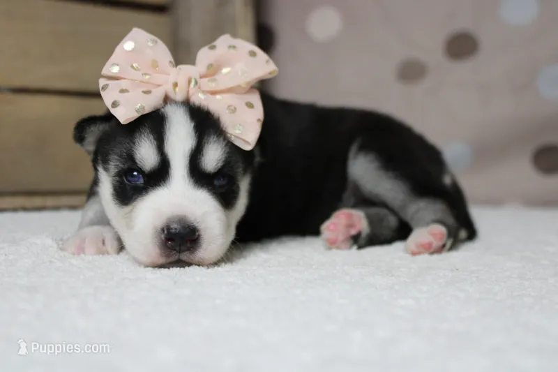 Sasha  – Siberian Husky puppy for sale in Trenton, MO