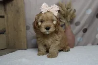 Katie, a female Cockapoo for sale in Trenton, MO – 4 of 7
