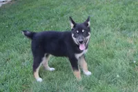 Magnolia , a male Siberian Husky and Miniature Aussiedoodle for sale in Trenton, MO – 4 of 8