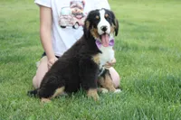 Moose , a male Bernese Mountain Dog for sale in Trenton, MO – 8 of 10
