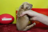Papaya, a male Golden Retriever for sale in Trenton, MO – 8 of 9
