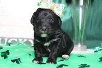 Precious, a female Miniature Bernedoodle for sale in Trenton, MO – Photo 1 of 8