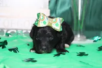 Precious, a female Miniature Bernedoodle for sale in Trenton, MO – Photo 4 of 8