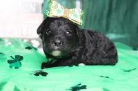 Precious, a female Miniature Bernedoodle for sale in Trenton, MO – Photo 6 of 8