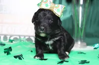 Precious, a female Miniature Bernedoodle for sale in Trenton, MO – Photo 2 of 8