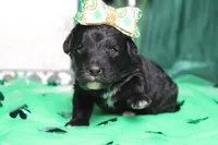 Precious, a female Miniature Bernedoodle for sale in Trenton, MO – Photo 7 of 8