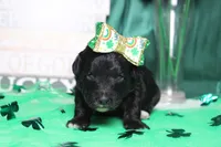 Precious, a female Miniature Bernedoodle for sale in Trenton, MO – Photo 3 of 8