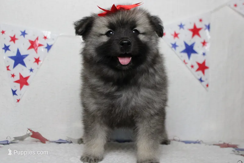 Elsa  – Keeshond puppy for sale in Trenton, MO