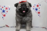 Elsa , a female Keeshond for sale in Trenton, MO – 1 of 8