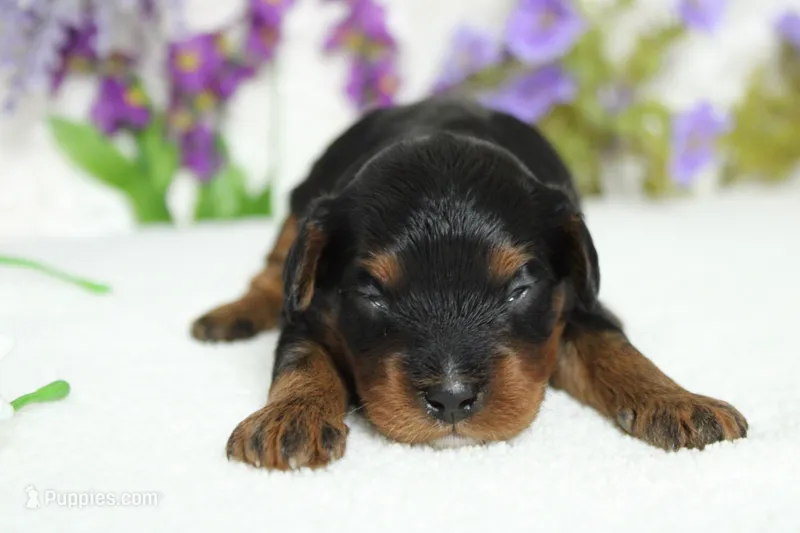 Phantom  – Poodle - Toy  puppy for sale in Trenton, MO
