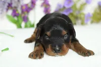 Phantom , a male Poodle - Toy  for sale in Trenton, MO – 1 of 8