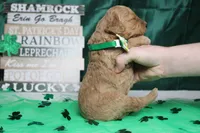 Dew, a male Miniature Goldendoodle for sale in Trenton, MO – Photo 7 of 8