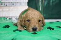 Dew, a male Miniature Goldendoodle for sale in Trenton, MO – Photo 1 of 8