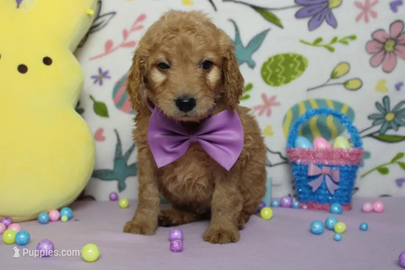 Dew – Miniature Goldendoodle puppy for sale in Trenton, MO