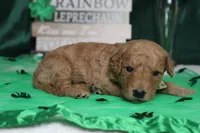 Dew, a male Miniature Goldendoodle for sale in Trenton, MO – Photo 6 of 8