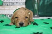 Dew, a male Miniature Goldendoodle for sale in Trenton, MO – Photo 3 of 8