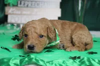 Dew, a male Miniature Goldendoodle for sale in Trenton, MO – Photo 5 of 8