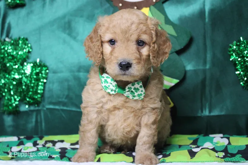 Dew – Miniature Goldendoodle puppy for sale in Trenton, MO