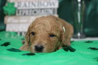 Dew, a male Miniature Goldendoodle for sale in Trenton, MO – Photo 2 of 8