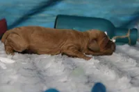 Sherbet , a male Cocker Spaniel and Poodle - Toy  for sale in Trenton, MO – 5 of 7