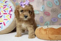 Maddie, a female Cockapoo for sale in Trenton, MO – 3 of 7