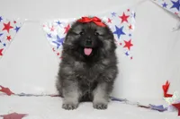 Anna , a female Keeshond for sale in Trenton, MO – 7 of 10