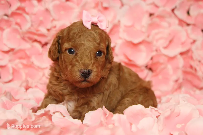 Valencia  – Poodle - Miniature  puppy for sale in Trenton, MO