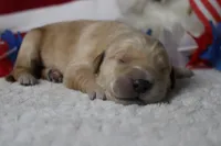 Pumpernickel , a male Golden Retriever for sale in Trenton, MO – 6 of 8