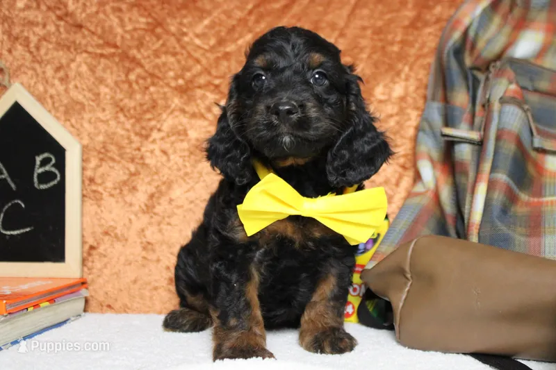 Toffee  – Cockapoo puppy for sale in Trenton, MO