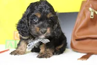 Ripple , a male Cockapoo for sale in Trenton, MO – 2 of 6