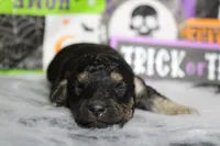 Marco , a male Poodle - Toy  for sale in Trenton, MO – 3 of 9