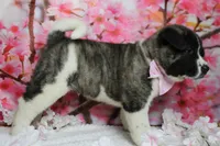 Jonathon , a male Akita for sale in Trenton, MO – 9 of 9