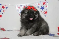 Anna , a female Keeshond for sale in Trenton, MO – 8 of 10