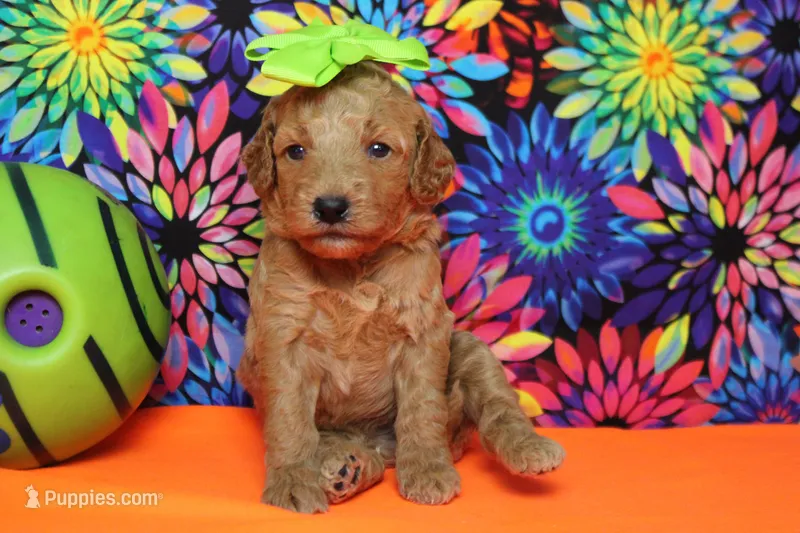 Gnocchi – Miniature Goldendoodle puppy for sale in Trenton, MO