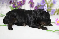 Pandora , a female Poodle - Toy  for sale in Trenton, MO – 8 of 10