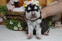 Freya , a female Siberian Husky for sale in Trenton, MO – 8 of 10