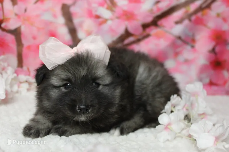 Elsa  – Keeshond puppy for sale in Trenton, MO