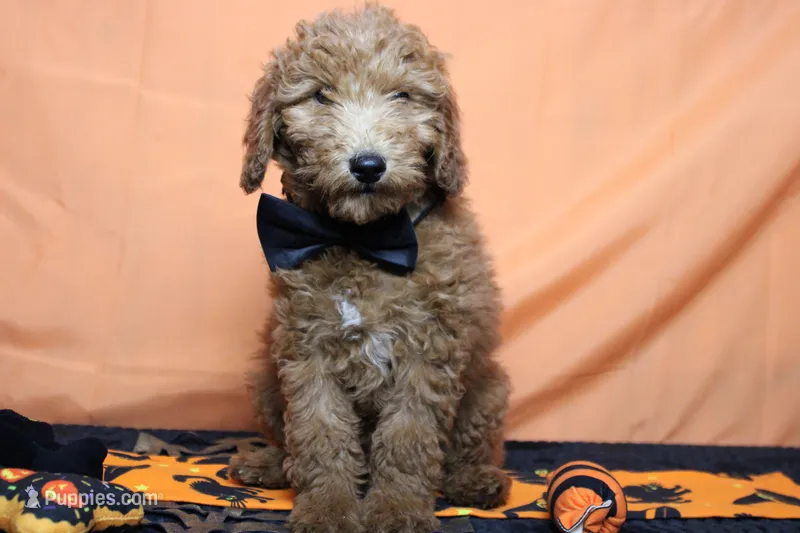 Seville – Poodle - Miniature  puppy for sale in Trenton, MO