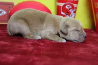 Papaya, a male Golden Retriever for sale in Trenton, MO – 6 of 9