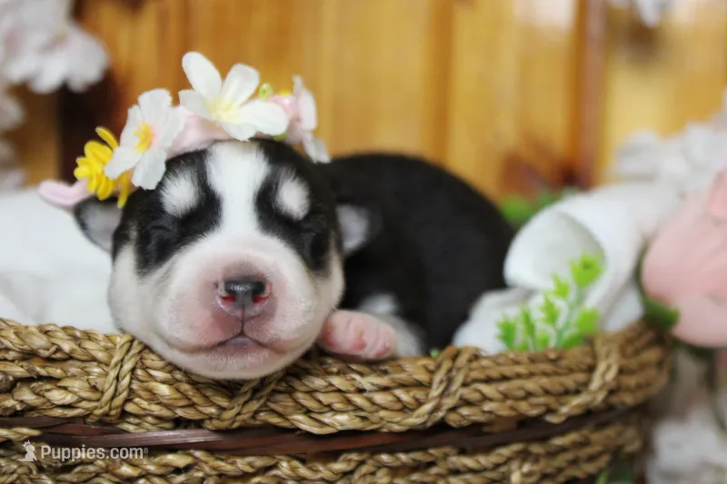 Sasha  – Siberian Husky puppy for sale in Trenton, MO
