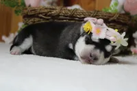 Freya , a female Siberian Husky for sale in Trenton, MO – 10 of 10