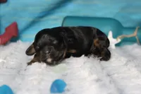 Ripple , a male Cocker Spaniel and Poodle - Toy  for sale in Trenton, MO – 4 of 7