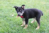 Bergamont , a male Siberian Husky and Miniature Aussiedoodle for sale in Trenton, MO – 5 of 9